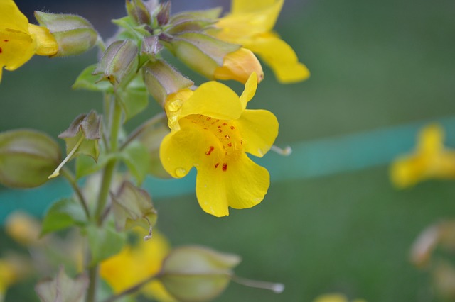 mimulus-